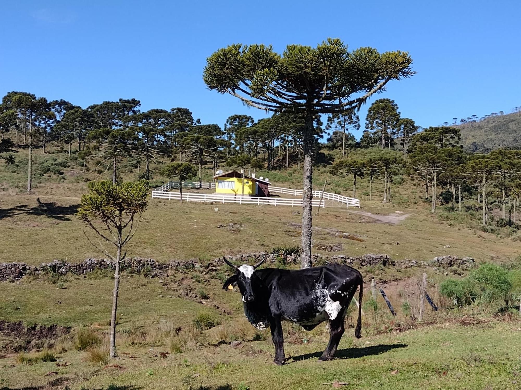 Casa E Cabana De Campo Fazenda Borba Urubici Kültér fotó