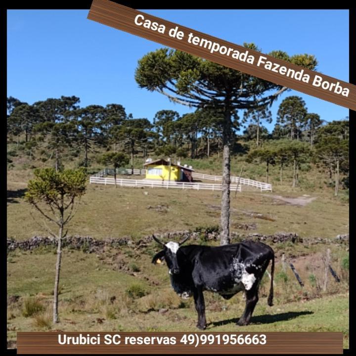 Casa E Cabana De Campo Fazenda Borba Urubici Kültér fotó