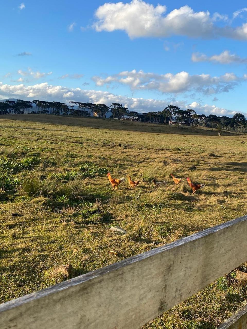 Casa E Cabana De Campo Fazenda Borba Urubici Kültér fotó