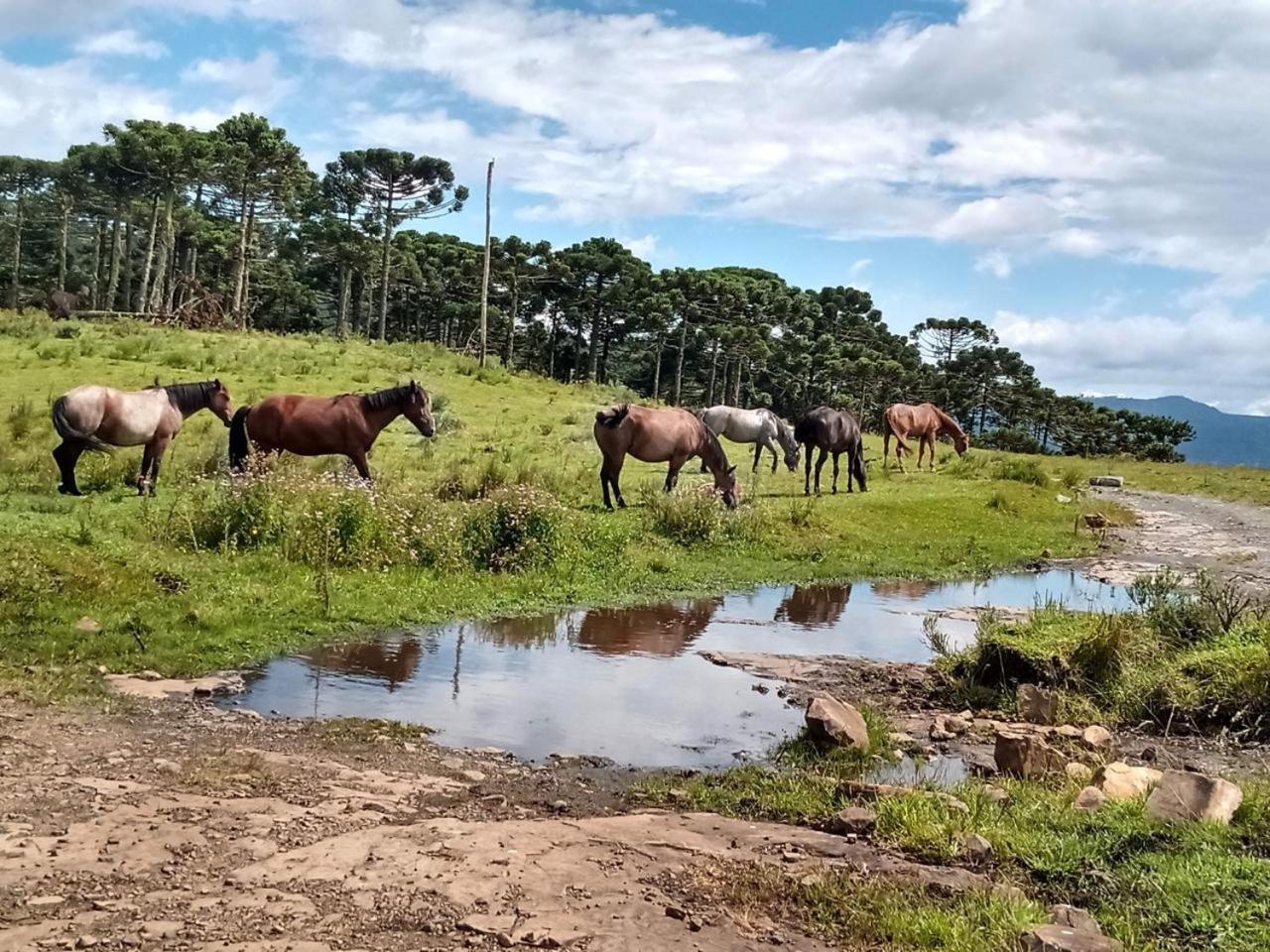 Casa E Cabana De Campo Fazenda Borba Urubici Kültér fotó